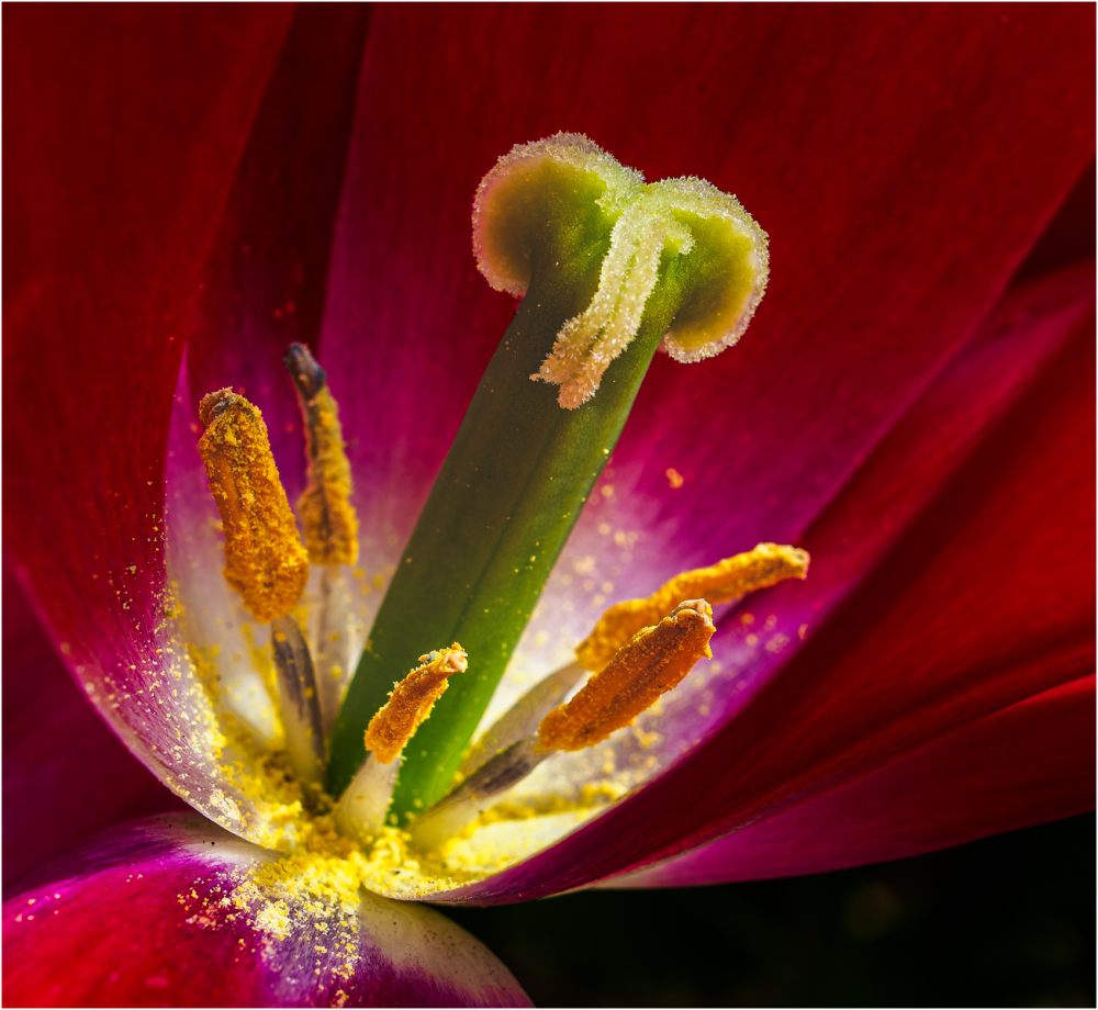 Joint 3rd Pistils at dawn by Lynette Lord